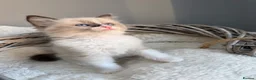 Ragdoll cats for sale: 🥇AWARD WIN 🏆 GCCF RAGDOLL KITTENS  - Advert 27