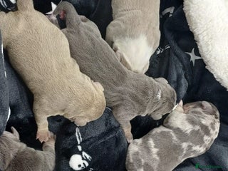 American Bully dogs ABKC POCKET BULLY PUPPIES - Advert 3