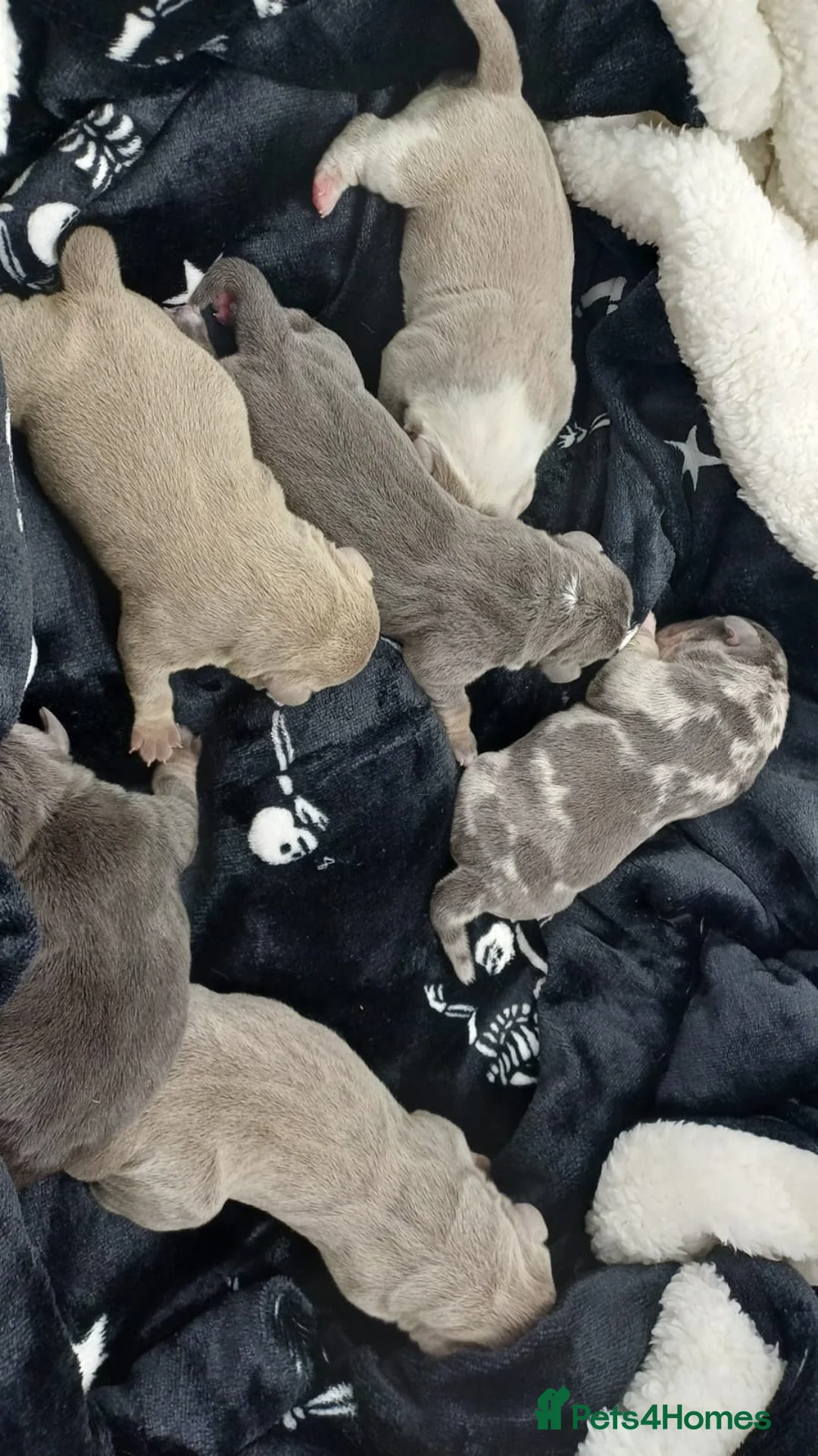 American Bully dogs for sale: LAST GIRL LEFT READY NOW ABKC REG - Advert 3