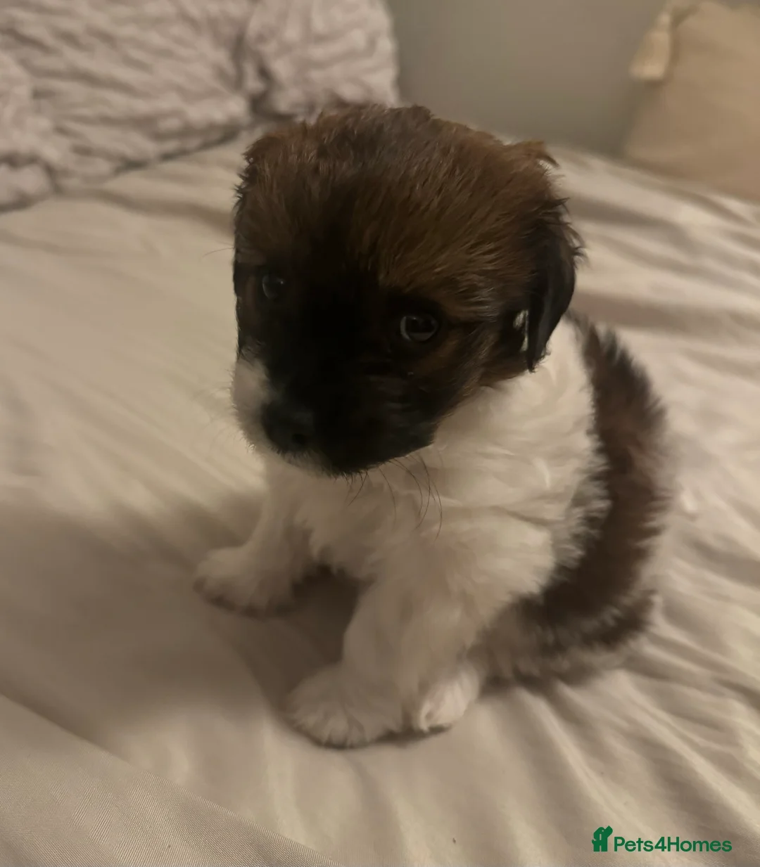Shih Tzu dogs for sale:  Beautiful little puppy - Advert 3