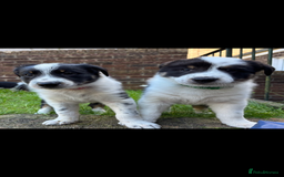 Border Collie dogs for sale: Unique Tri colour and piebald Border Collies  - Image 4