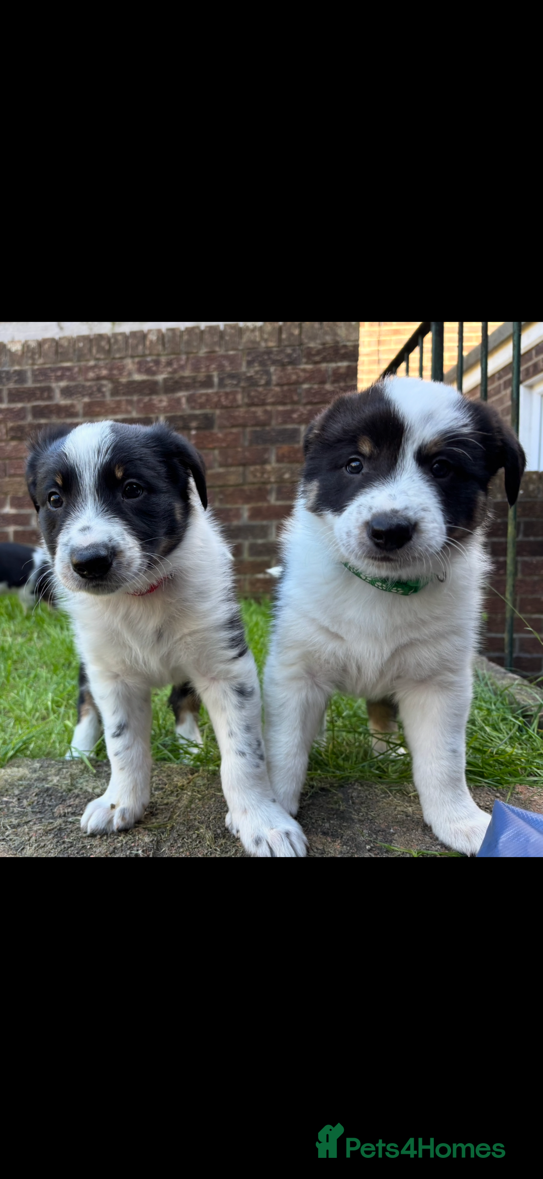 Border Collie dogs for sale: Unique Tri colour and piebald Border Collies  - Image 4