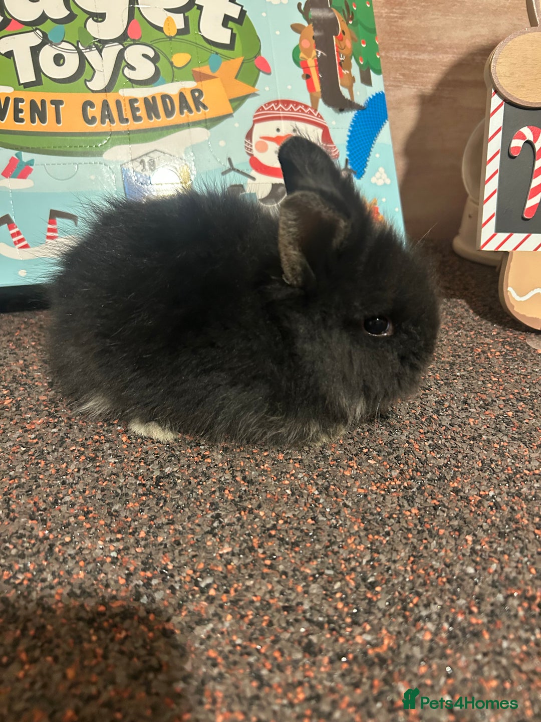 Lionhead rabbits for sale: 3 beautiful baby lionheads  - Advert 3