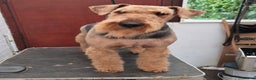 Airedale Terrier dogs for sale: Airedale Terrier - Advert 4