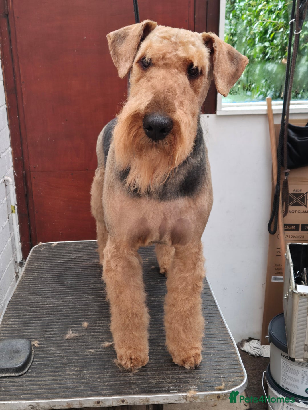 Airedale Terrier dogs for sale: Airedale Terrier - Advert 4