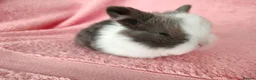 Mini Lop rabbits for sale: Baby mini lops for sale  - Advert 4