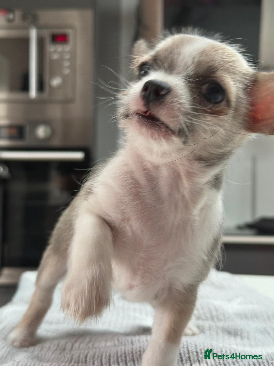 Chihuahua dogs for sale: Chihuahua  - Advert 11