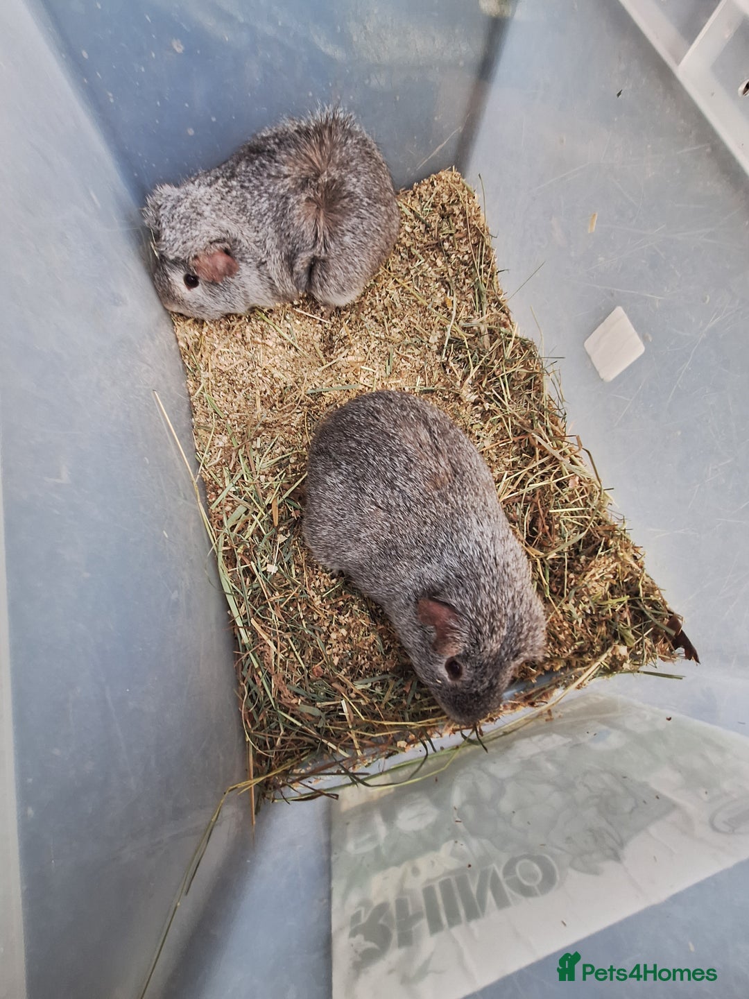 Guinea Pig rodents for sale: 2  adult male guinea pigs for sale £40 pair - Advert 3