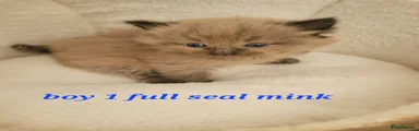 Ragdoll 1