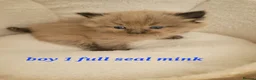 Ragdoll cats for sale: 4 beautiful seal mink ragdolls available 8/8/26 - Advert 11