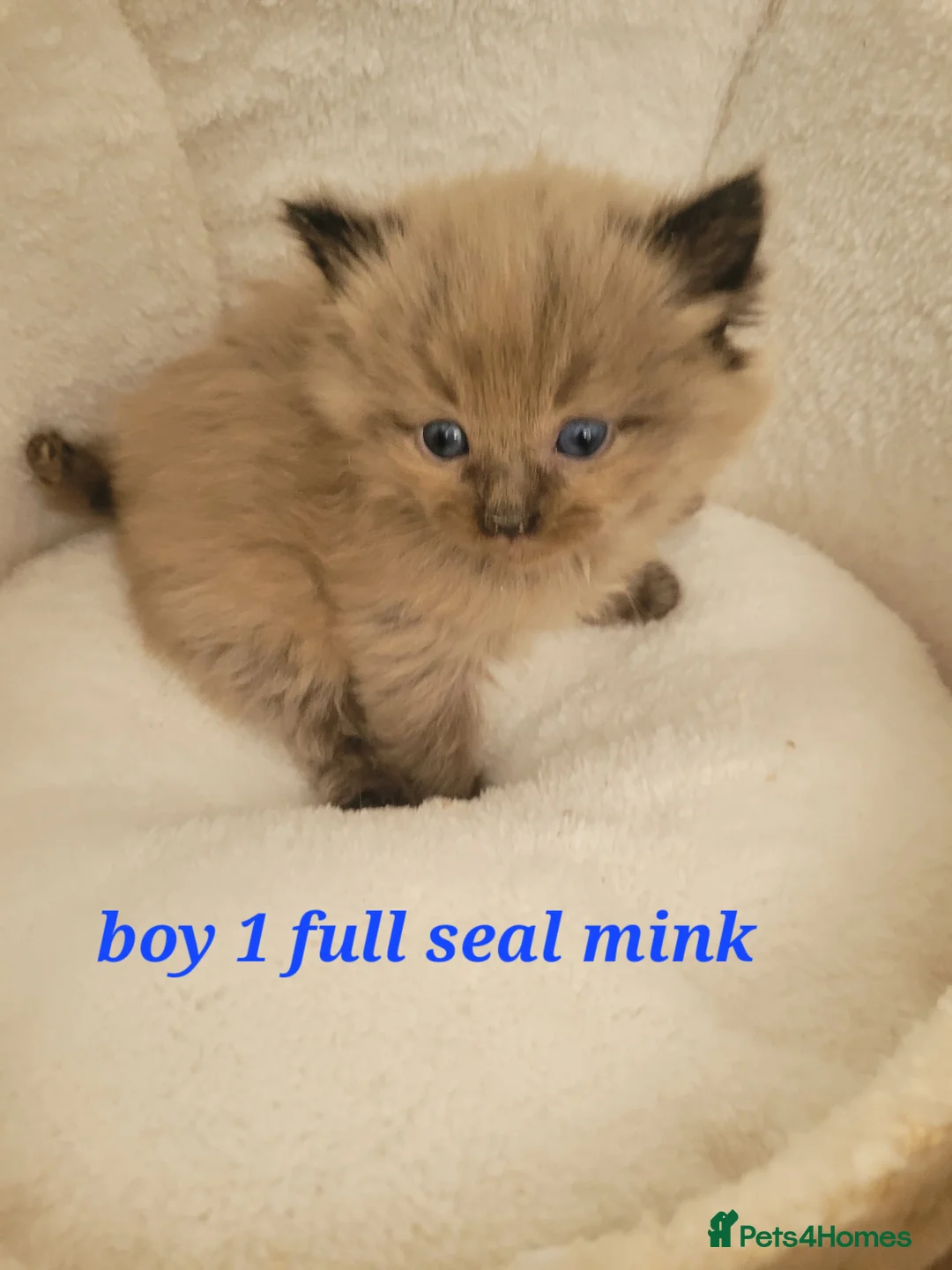 Ragdoll cats for sale: 4 beautiful seal mink ragdolls available 8/8/26 - Advert 11