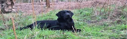 Labrador Retriever dogs for stud: Fully health tested Labrador stud - Advert 12