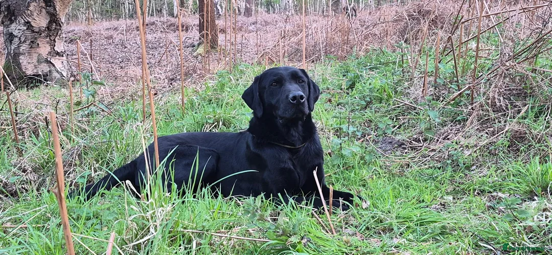 Labrador Retriever dogs for stud: Fully health tested Labrador stud - Advert 12