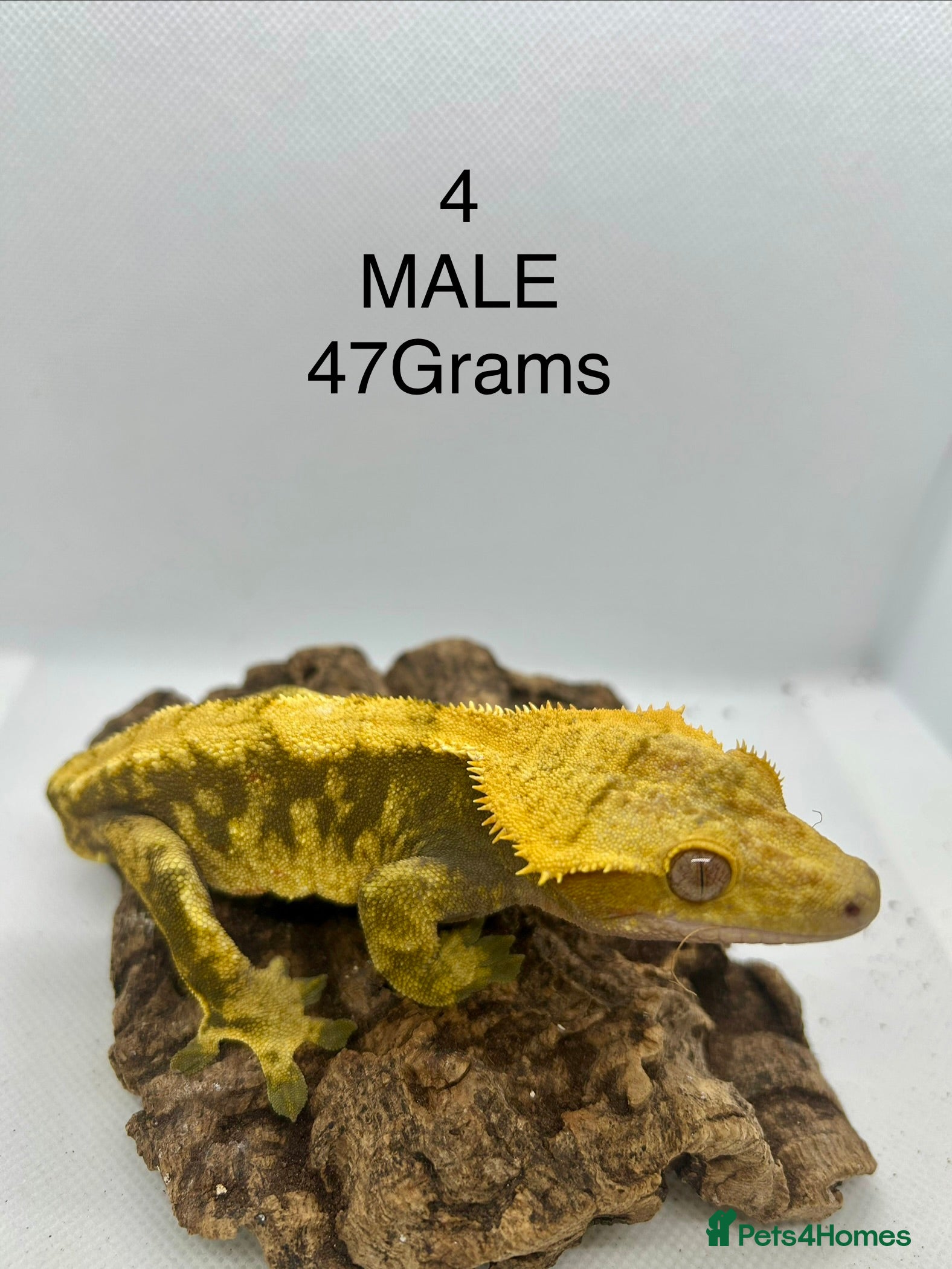 Gecko reptiles MALE CRESTED GECKO - Advert 22