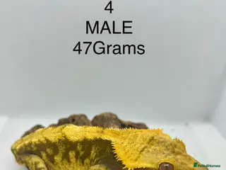 Gecko reptiles MALE CRESTED GECKO - Advert 22