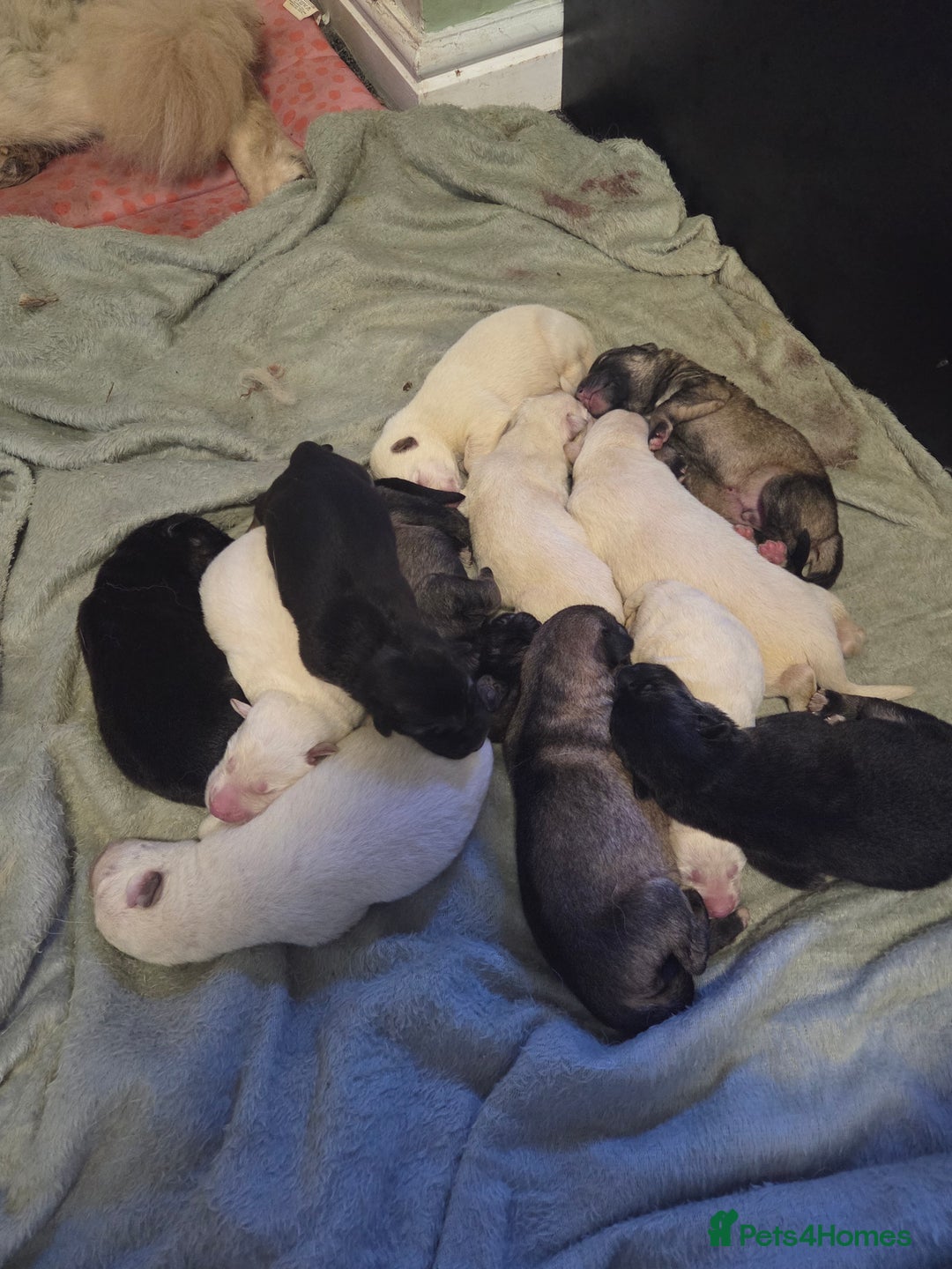 German Shepherd dogs for sale: German shepherd puppies  - Image 6