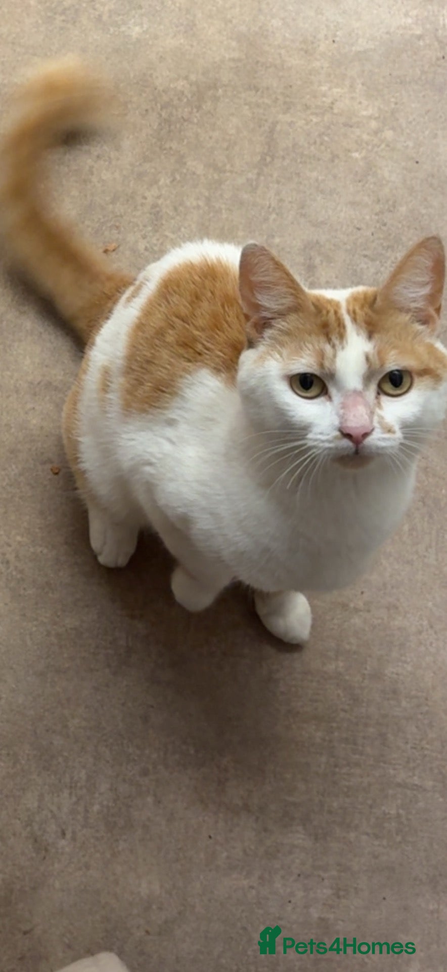 Mixed Breed cats Kittens for sale  - Advert 8