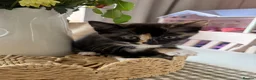 Mixed Breed cats for sale: Cute, Cuddly Kittens Ready for Their Forever Homes - Advert 9