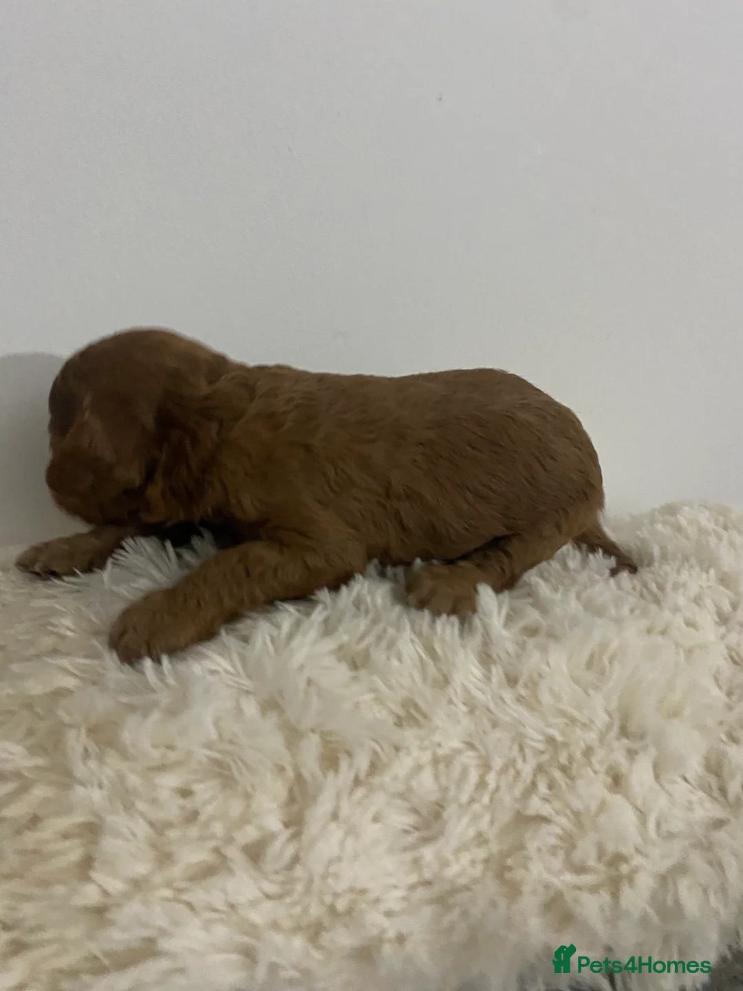 Cockapoo dogs for sale: Toy Poodle Cross Puppies, Mum & Dad Seen, London - Advert 18