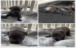 Staffordshire Bull Terrier dogs for sale: KC registered Blue Staffordshire bull terrier’s  in Colchester - Image 1
