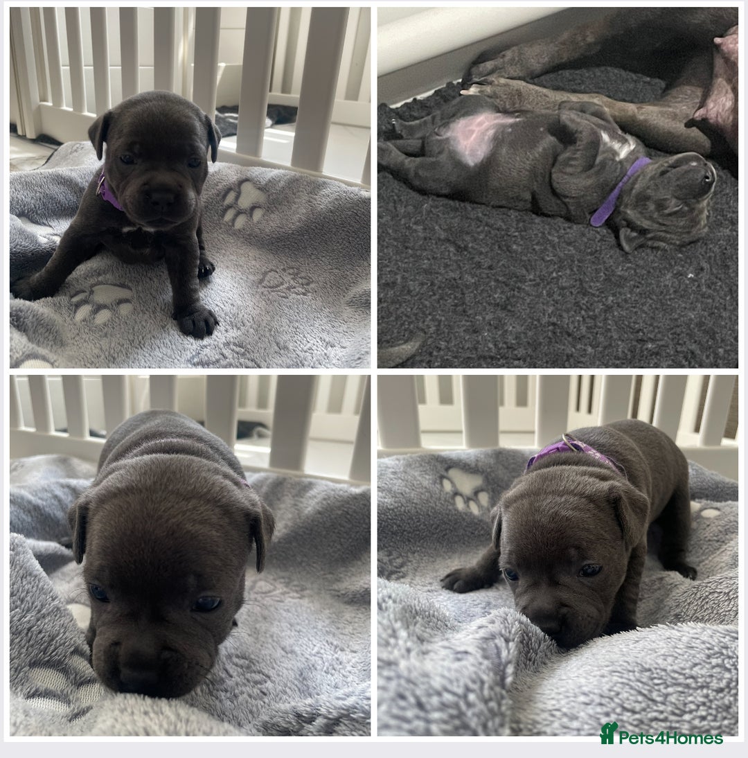 Staffordshire Bull Terrier dogs for sale: KC registered Blue Staffordshire bull terrier’s  in Colchester - Image 1