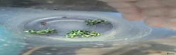 Frog reptiles for sale: Green and black poison dart frogs  - Advert 2