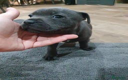 Staffordshire Bull Terrier dogs for sale: blue staffys - Image 10