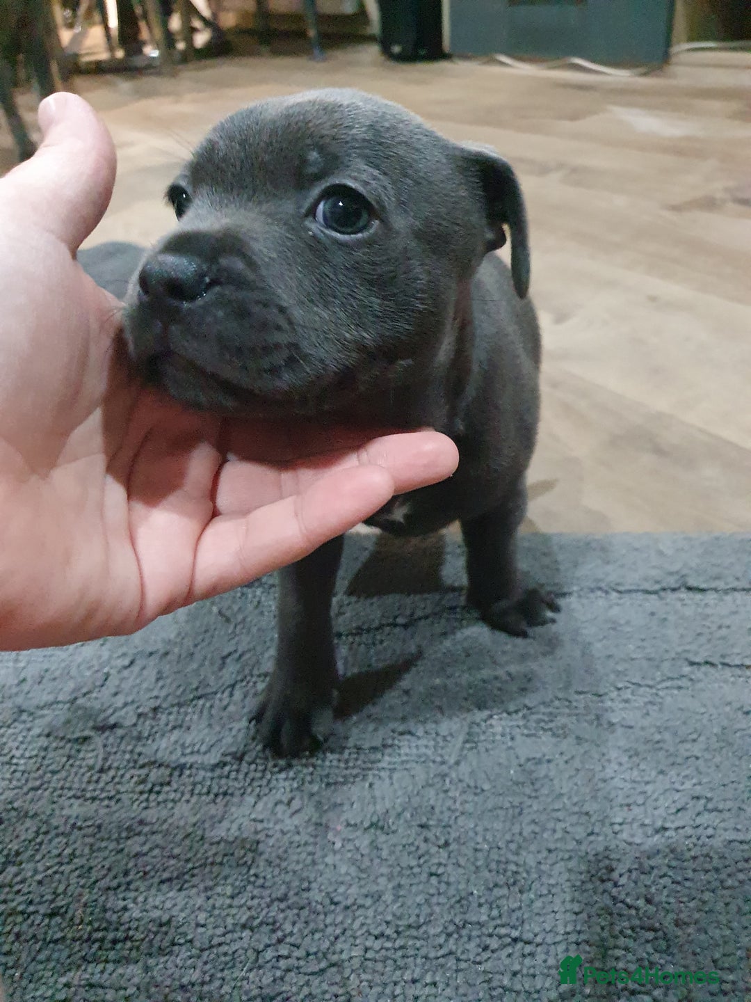 Staffordshire Bull Terrier dogs for sale: blue staffys - Image 10