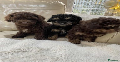 Cavapoo dogs - Advert 4