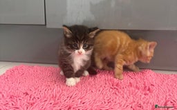 Mixed Breed cats for sale: Kittens ready for a new home  - Image 7