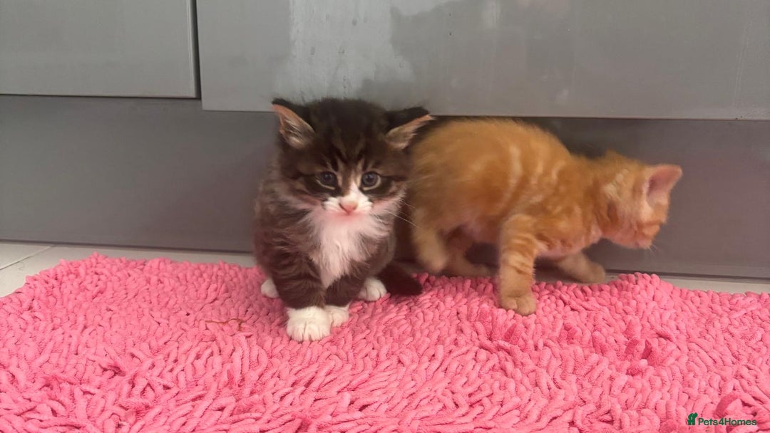 Mixed Breed cats for sale: Kittens ready for a new home  - Image 7