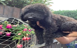 Mixed Breed dogs for sale: Ready now for their 5* homes - Image 16