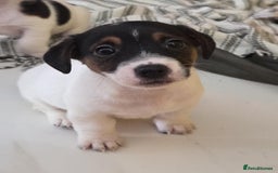 Jack Russell dogs for sale: Jack Russell pups - Image 24