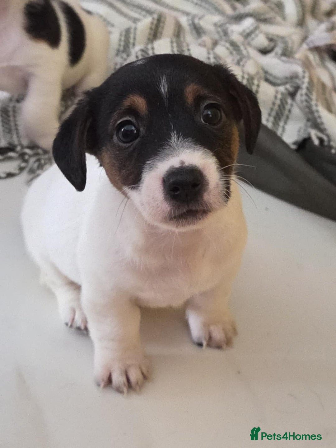 Jack Russell dogs for sale: Jack Russell pups - Image 24