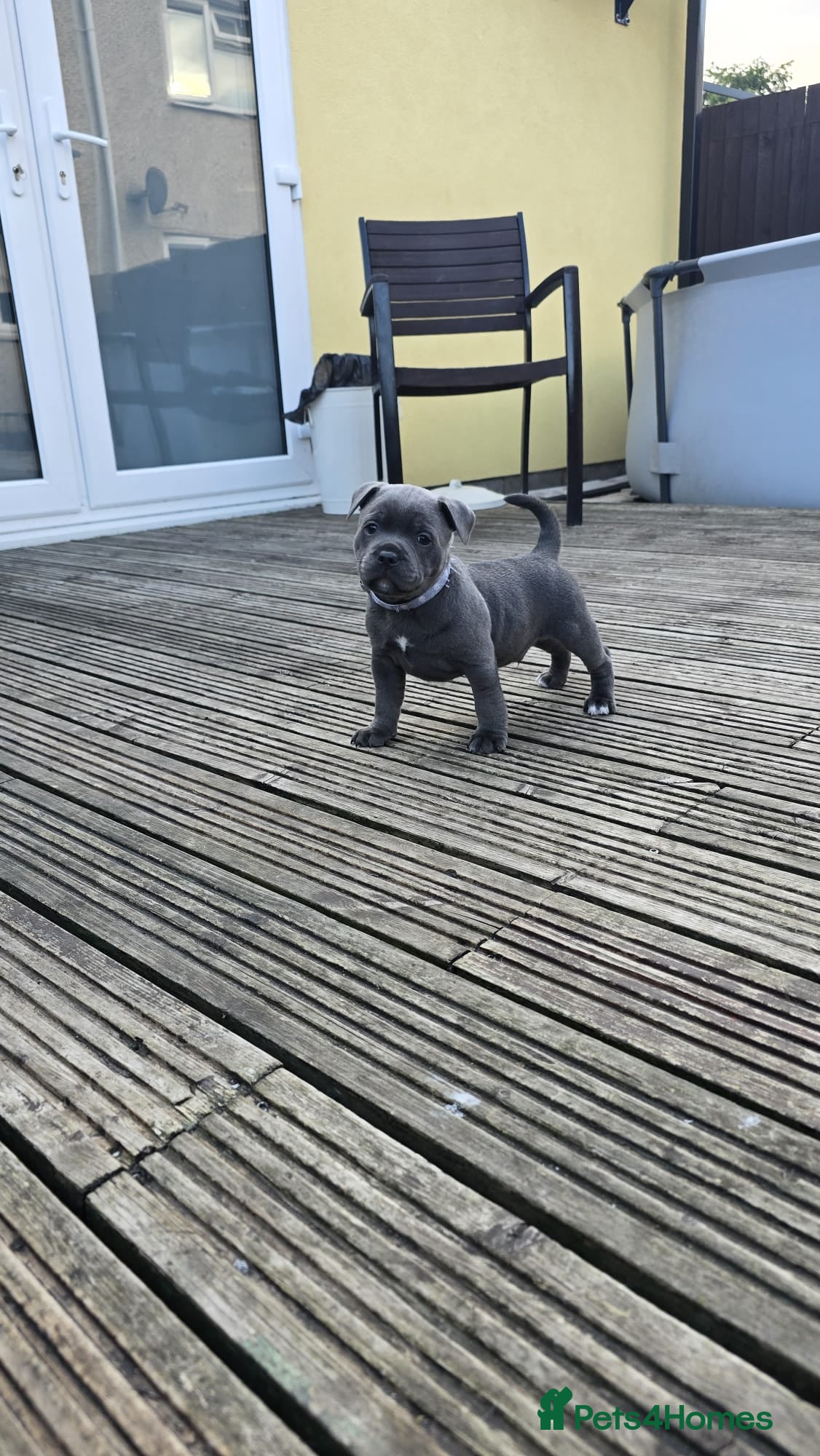 Staffordshire Bull Terrier dogs Stafordshire bull terrier  - Advert 17