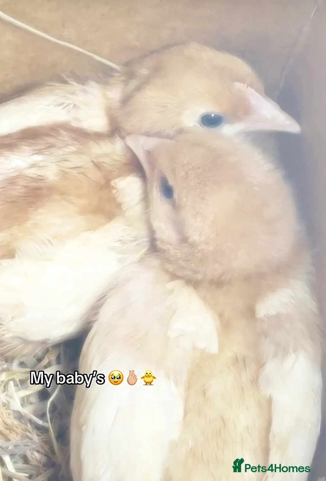 Chickens poultry for sale: 2 beautiful baby chicks in Bilston - Advert 3