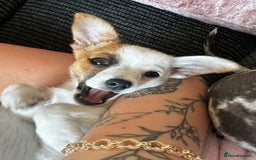 Mixed Breed dogs for sale: Male jack russel cross chihuahua  - Image 1