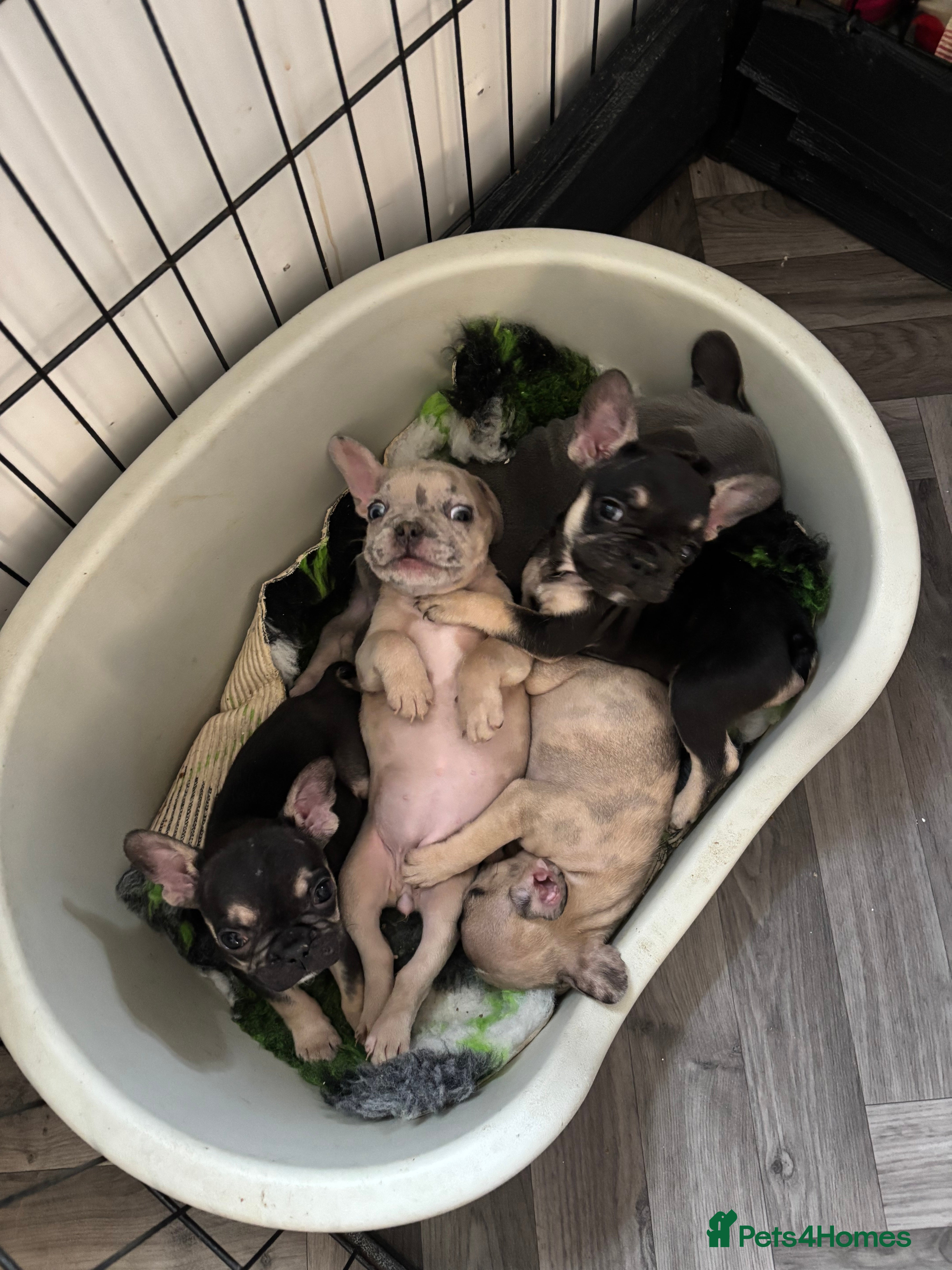 French Bulldog dogs French bulldog puppies  - Advert 1