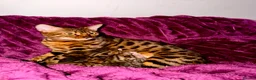 Bengal cats for sale: 3/4 Bengal 1/4 Tabby kittens in Shipley - Advert 1