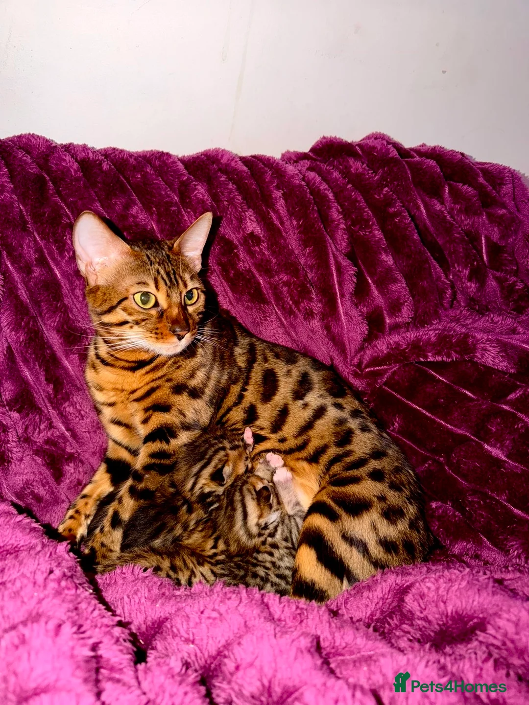 Bengal cats for sale: 3/4 Bengal 1/4 Tabby kittens in Shipley - Advert 1