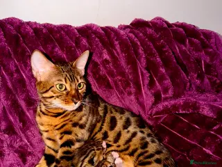 Bengal cats 3/4 Bengal 1/4 Tabby kittens in Shipley - Advert 2