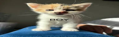 British Shorthair 2