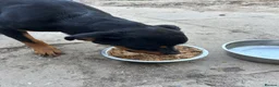 Rottweiler dogs for sale: Bambi - Advert 4