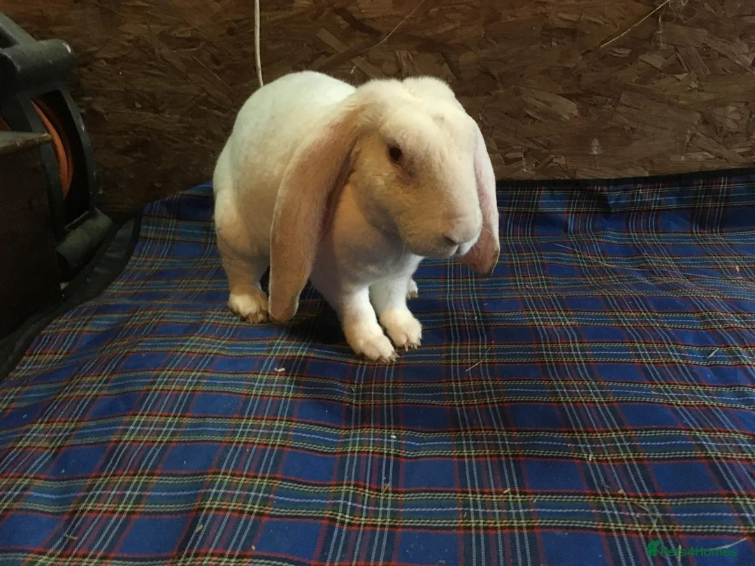English Lop rabbits for sale: Velveteen Lop (Male, White) - Advert 6