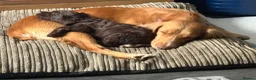 Cocker Spaniel dogs for sale: Loveable Chocolate Working Cocker Pup - Advert 4