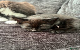 Mixed Breed cats for sale: 4 kittens for sale from 2 litters - Image 10