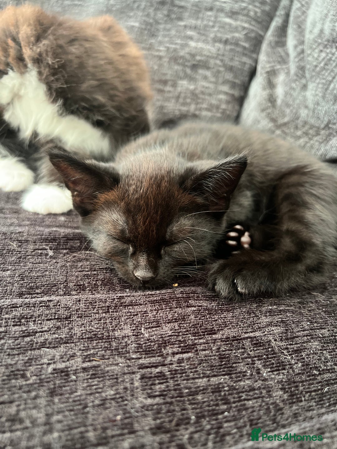 Mixed Breed cats for sale: 4 kittens for sale from 2 litters - Image 10