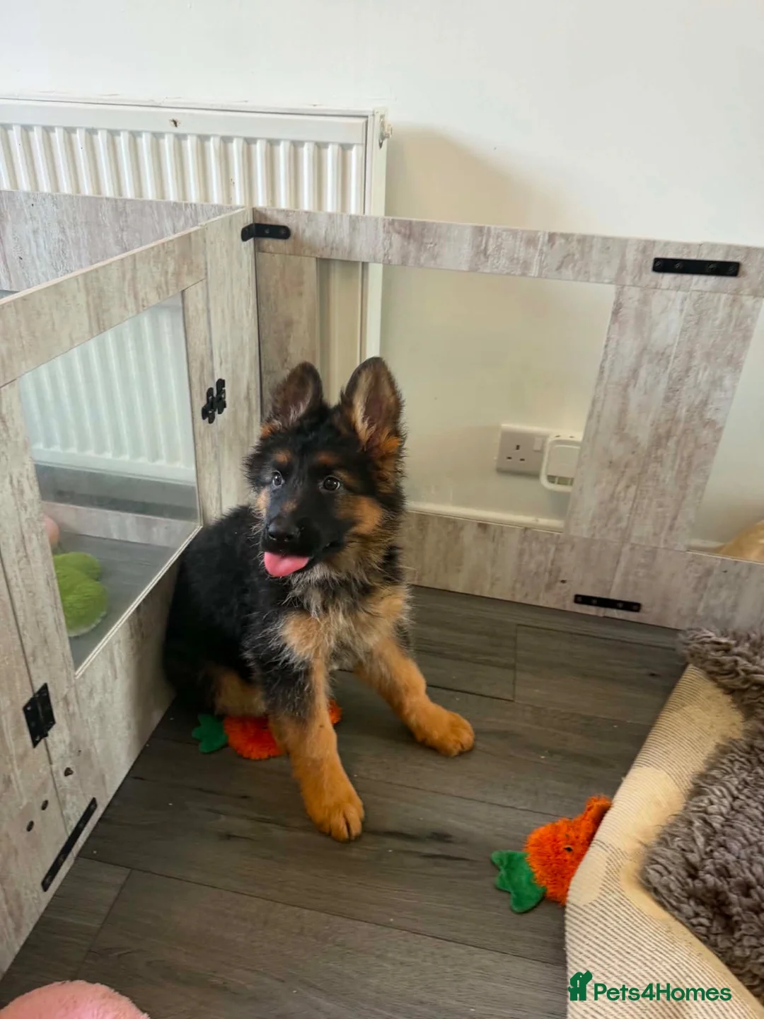 German Shepherd dogs for sale: German Shepard 1 pup left! - Advert 4