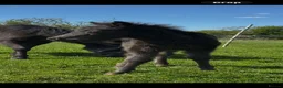Miniature horses for sale: Falabella blend colt - Advert 15