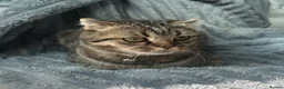 Scottish Fold cats for sale: Scottish fold for sale in Poole - Advert 6
